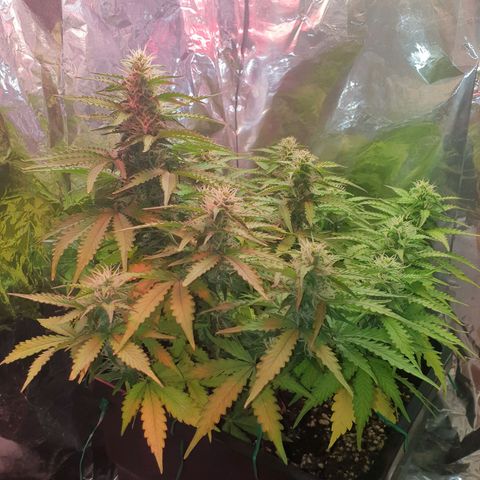 Mary ‎Lou growlog timeline photo