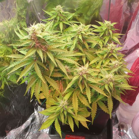 Mary ‎Lou growlog timeline photo