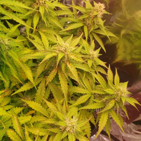 Mary ‎Lou growlog timeline photo
