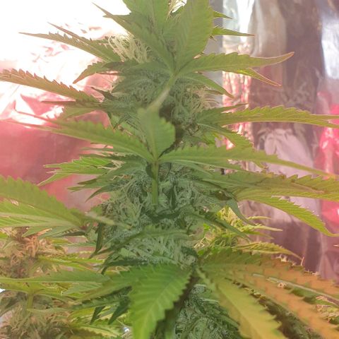Mary ‎Lou growlog timeline photo