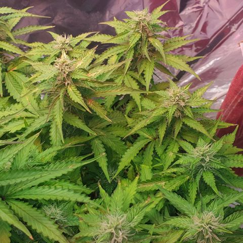 Mary ‎Lou growlog timeline photo