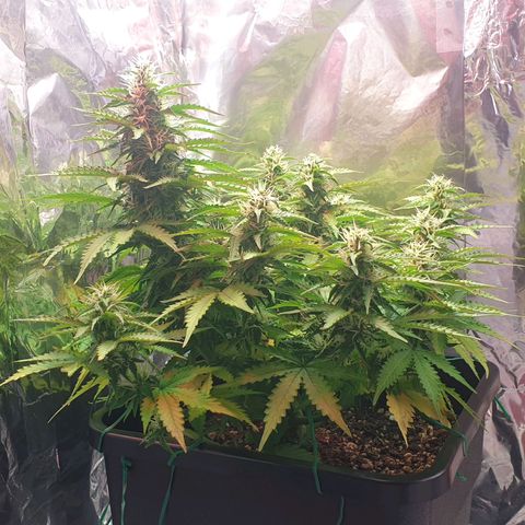 Mary ‎Lou growlog timeline photo