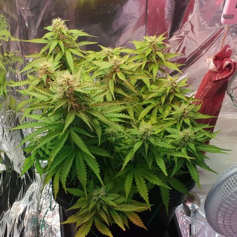Mary ‎Lou growlog timeline photo