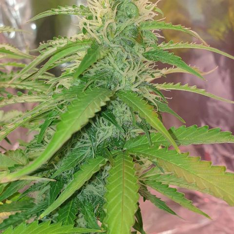 Mary ‎Lou growlog timeline photo