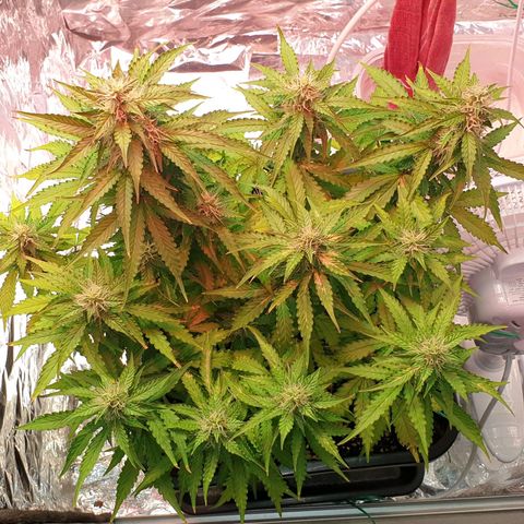Mary ‎Lou growlog timeline photo