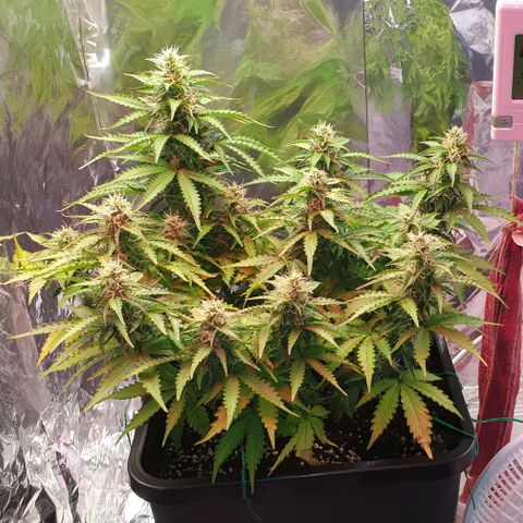 Mary ‎Lou growlog timeline photo
