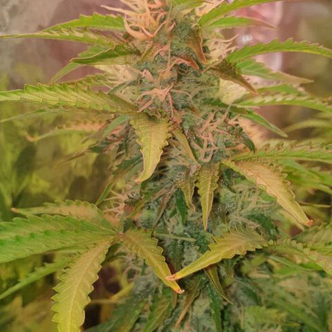 Mary ‎Lou growlog timeline photo