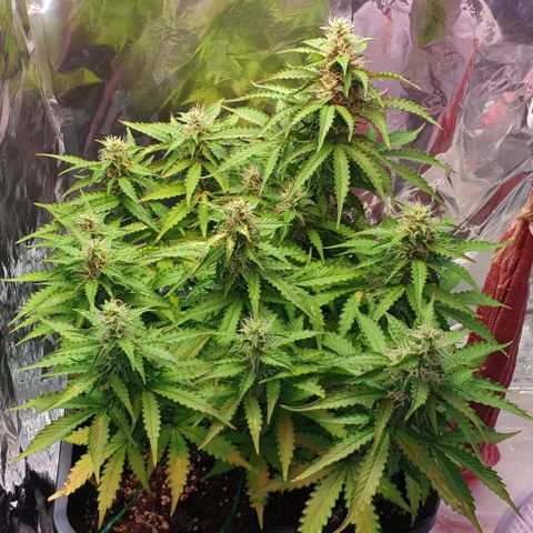 Mary ‎Lou growlog timeline photo