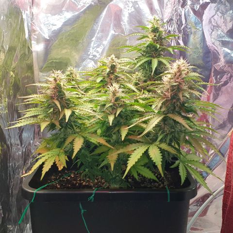 Mary ‎Lou growlog timeline photo