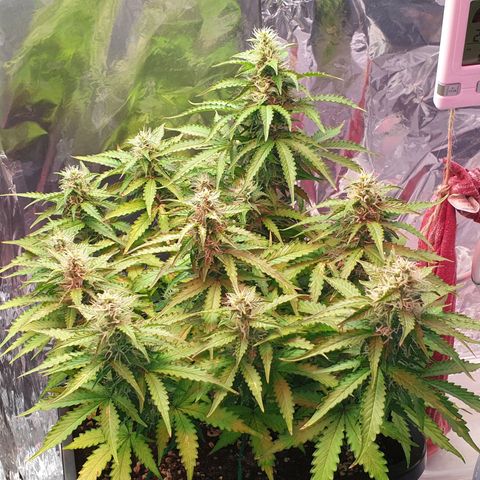 Mary ‎Lou growlog timeline photo