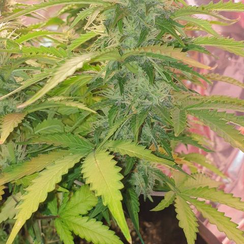 Mary ‎Lou growlog timeline photo