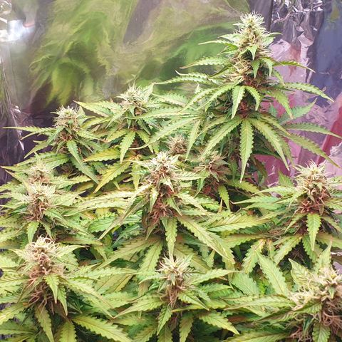 Mary ‎Lou growlog timeline photo