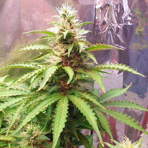 Mary ‎Lou growlog timeline photo