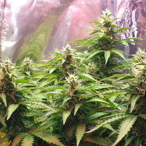 Mary ‎Lou growlog timeline photo