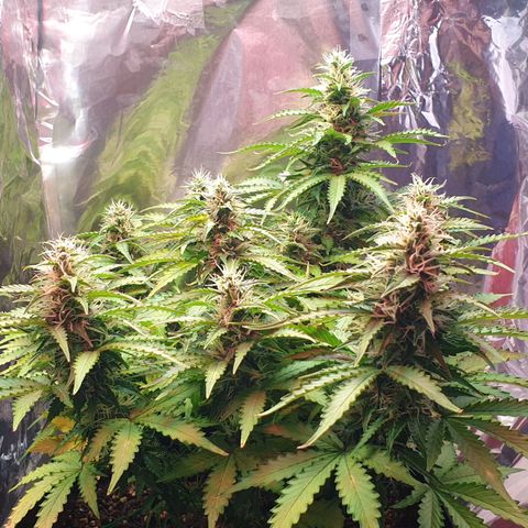 Mary ‎Lou growlog timeline photo