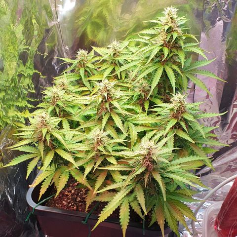 Mary ‎Lou growlog timeline photo