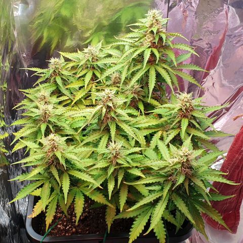 Mary ‎Lou growlog timeline photo