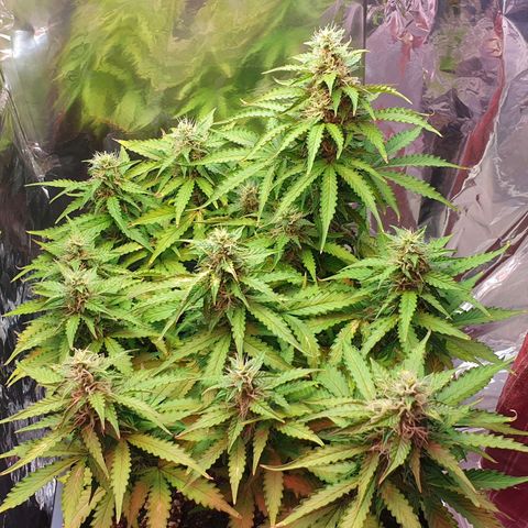 Mary ‎Lou growlog timeline photo