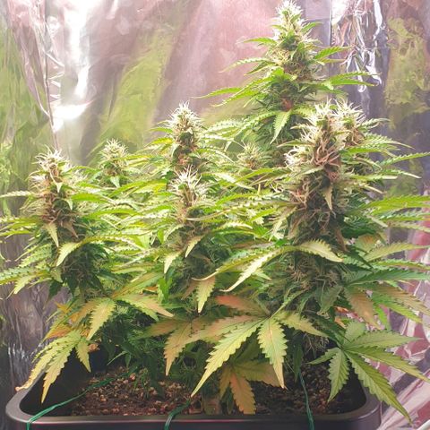 Mary ‎Lou growlog timeline photo