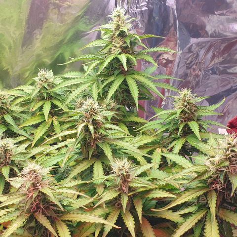 Mary ‎Lou growlog timeline photo