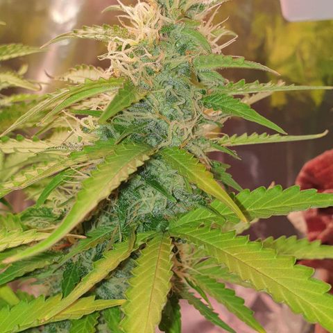 Mary ‎Lou growlog timeline photo