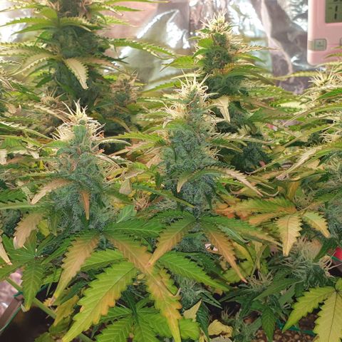 Mary ‎Lou growlog timeline photo