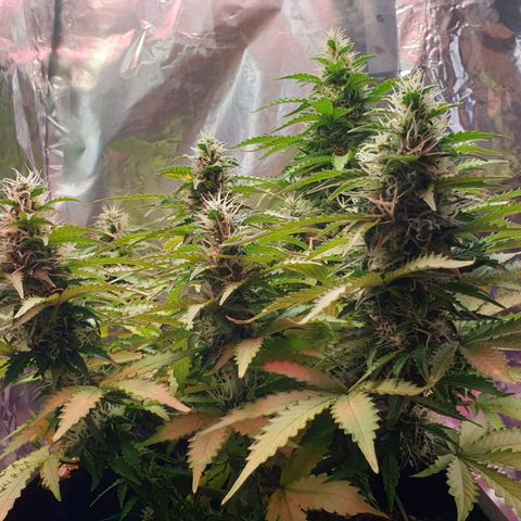 Mary ‎Lou growlog timeline photo