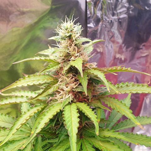 Mary ‎Lou growlog timeline photo