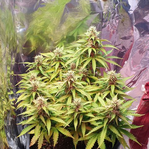 Mary ‎Lou growlog timeline photo