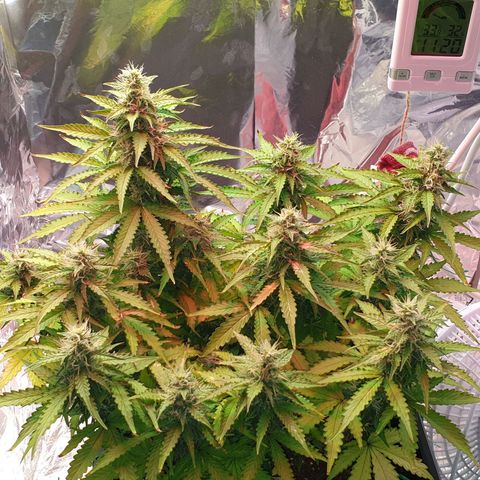 Mary ‎Lou growlog timeline photo