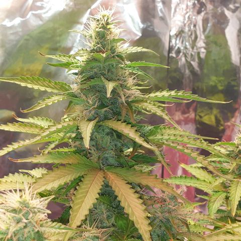 Mary ‎Lou growlog timeline photo