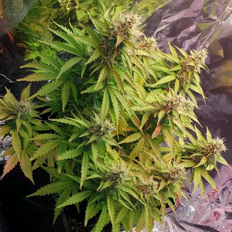 Mary ‎Lou growlog timeline photo