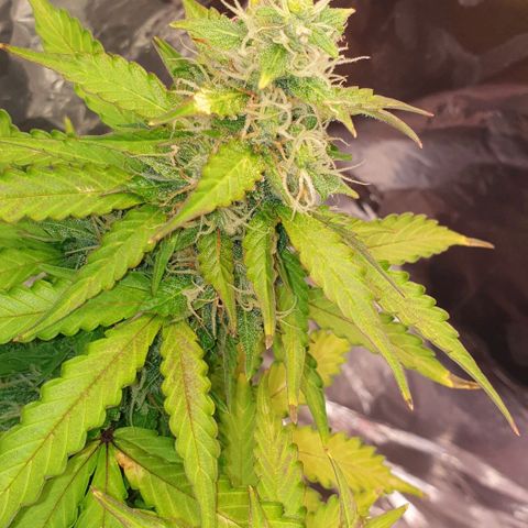 Mary ‎Lou growlog timeline photo