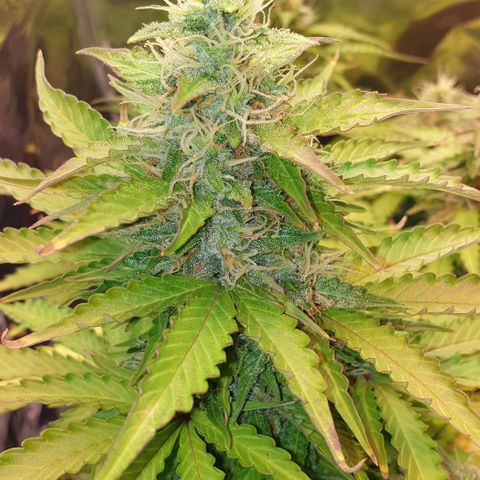 Mary ‎Lou growlog timeline photo