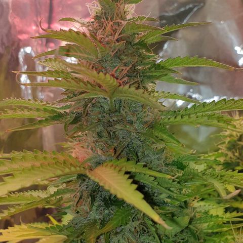 Mary ‎Lou growlog timeline photo