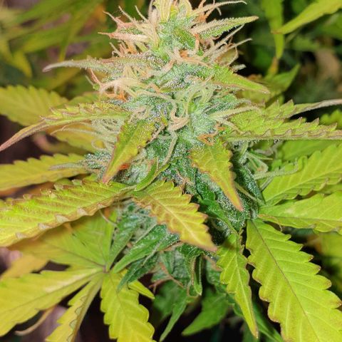 Mary ‎Lou growlog timeline photo