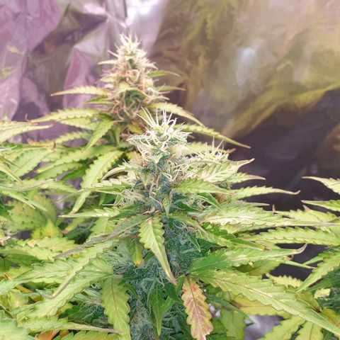 Mary ‎Lou growlog timeline photo