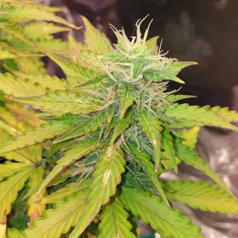 Mary ‎Lou growlog timeline photo
