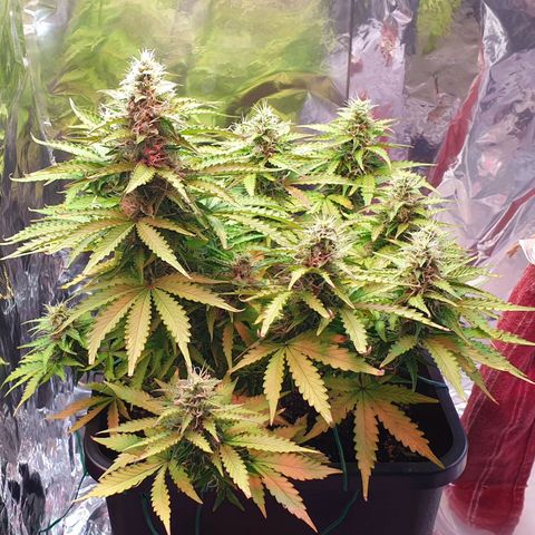 Mary ‎Lou growlog timeline photo