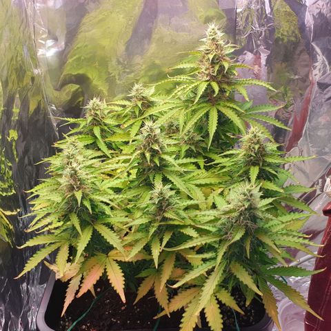 Mary ‎Lou growlog timeline photo