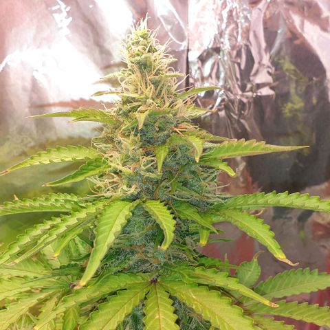 Mary ‎Lou growlog timeline photo