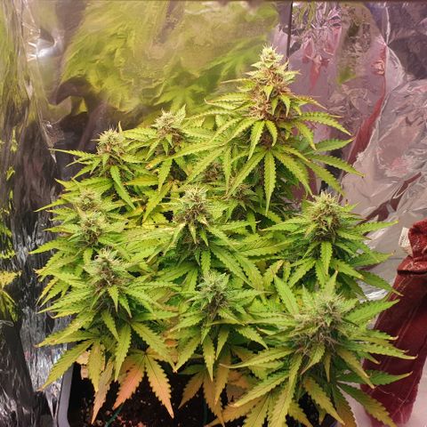 Mary ‎Lou growlog timeline photo