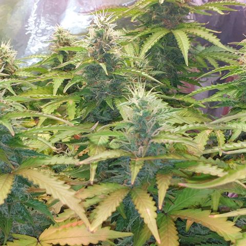 Mary ‎Lou growlog timeline photo