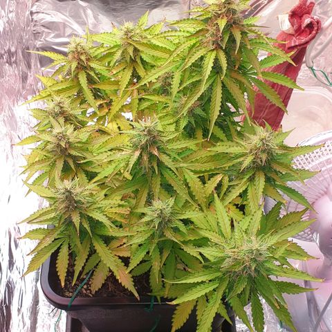 Mary ‎Lou growlog timeline photo