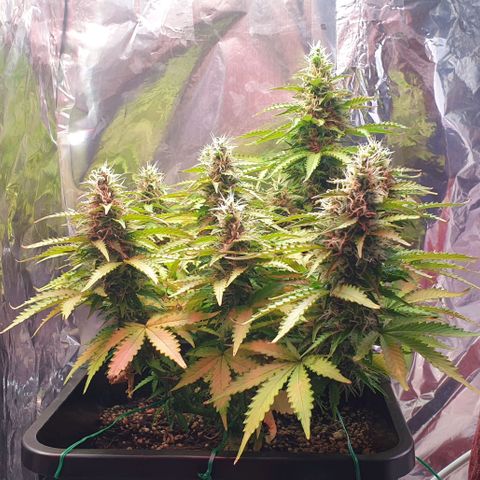 Mary ‎Lou growlog timeline photo