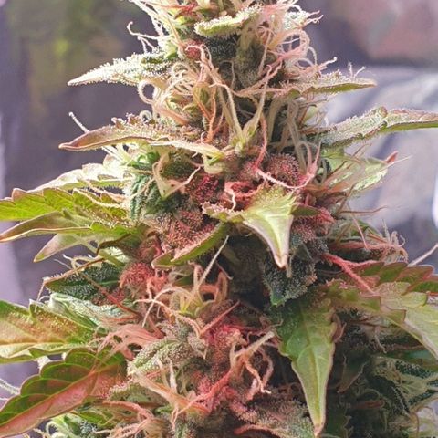 Mary ‎Lou growlog timeline photo