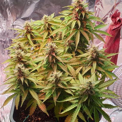 Mary ‎Lou growlog timeline photo