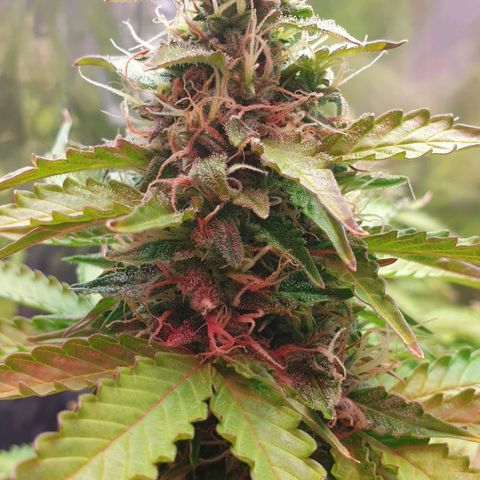 Mary ‎Lou growlog timeline photo