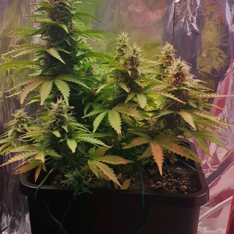 Mary ‎Lou growlog timeline photo