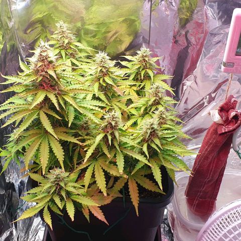 Mary ‎Lou growlog timeline photo